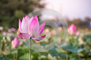 beautiful blooming of pink lotus in pool nature,lily water flower blossom