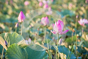 beautiful blooming of pink lotus in pool nature,lily water flower blossom