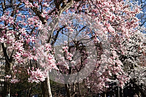 Blooming Pink Magnolia Tree Flowers at Washington Square Park during Spring in Greenwich Village of New York City