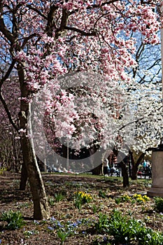 Blooming Pink Magnolia Tree in a Garden at Washington Square Park during Spring in Greenwich Village of New York City