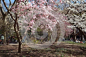 Blooming Pink Magnolia Tree at Washington Square Park during Spring in Greenwich Village of New York City