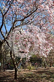 Blooming Pink Magnolia Tree at Washington Square Park during Spring in Greenwich Village of New York City