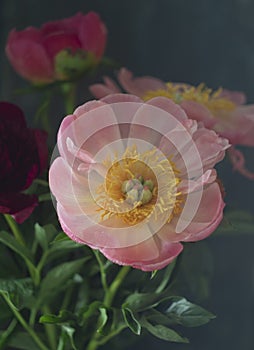 Beautiful blooming pink peony flower on a black background. Can be used for greeting card. Art photography
