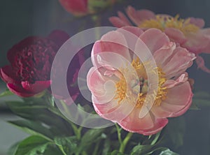 Beautiful blooming pink peony flower on a black background. Can be used for greeting card. Art photography