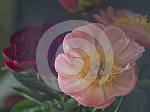 Beautiful blooming pink peony flower on a black background. Can be used for greeting card. Art photography