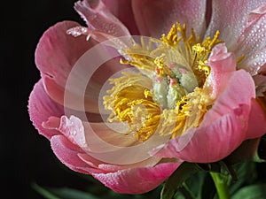 Beautiful blooming pink peony flower on a black background. Can be used for greeting card. Art photography