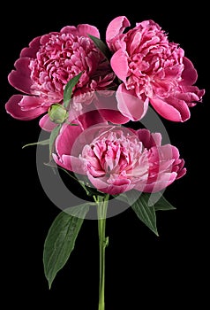 Beautiful blooming pink peony flowers on black background. Wonderful bouquet of bright peony