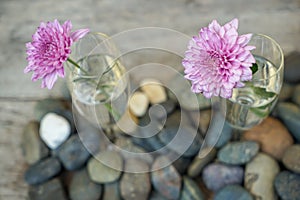 Beautiful blooming pink purple Dahlia flower decoration in clear glass vase on blurred wooden copy space background with gravel