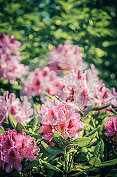 Beautiful blooming pink Rhododendron in vintage style