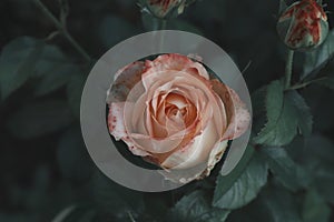 Beautiful blooming pink rose on bush outdoors