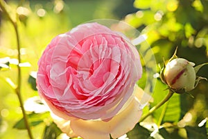 Beautiful blooming pink rose on bush outdoors, closeup