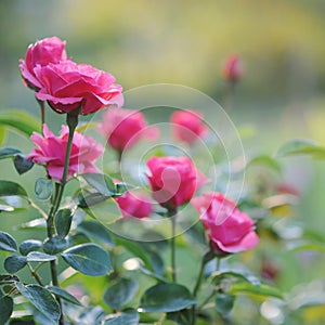 Beautiful blooming pink rose bushes