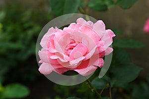 Beautiful blooming pink rose in garden