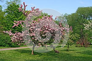 Beautiful blooming pink tree