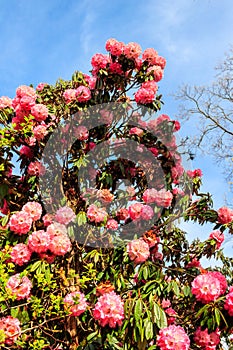 Beautiful blooming pink tree rhododendron (Rhododendron arboreum) in botanical garden