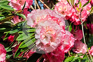 Beautiful blooming pink tree rhododendron (Rhododendron arboreum) in botanical garden