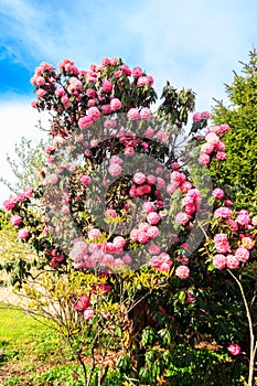 Beautiful blooming pink tree rhododendron (Rhododendron arboreum) in botanical garden