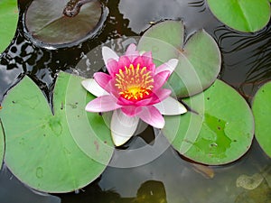 Beautiful blooming pink water lily Lotus Flower