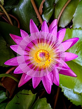 Beautiful blooming pink waterlily and green leaves in pond of tropical gsrden in fresh sunny day