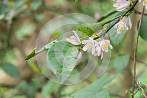 Beautiful blooming pink and white flowers and burgeons on a lemon tree branch