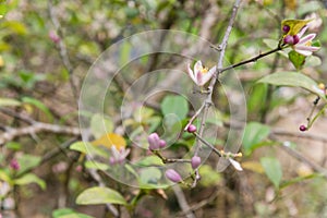 Beautiful blooming pink and white flowers and burgeons on a lemon tree branch