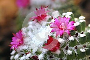 Beautiful blooming pink wild desert cactus flowers