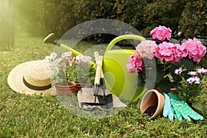 Beautiful blooming plants, gardening tools and accessories on green grass outdoors