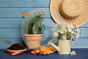 Beautiful blooming plants and gardening tools on blue wooden table