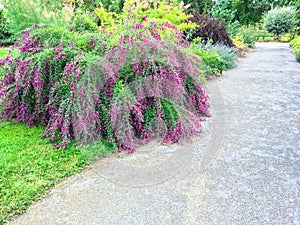 Beautiful blooming plants in summer garden