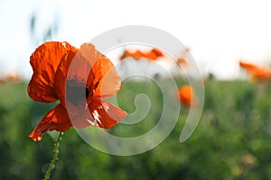 Beautiful blooming poppy flower in field on spring day, closeup. Space for text