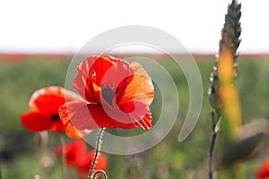 Beautiful blooming poppy flower in field on spring day, closeup. Space for text