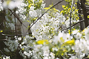 Beautiful blooming prunus tree close up detail