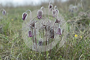 Beautiful blooming Pulsatilla patens close up. Common names include wind flower, meadow anemone, pasque flower, and Easter flower