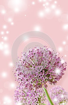 Beautiful Blooming Purple Allium Close Up, Greeting or Wedding Card design.