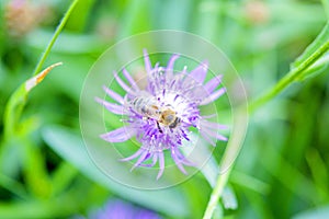Beautiful blooming purple flower thin petals bee stamen blurred green background