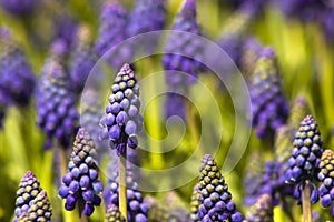 Beautiful,blooming purple hyacinths,with green leaves on blurred background