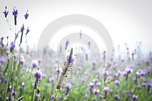 Beautiful blooming purple lavender flowers in field, violet fragrant lavender flower in summer garden. Perfume ingredient and arom photo
