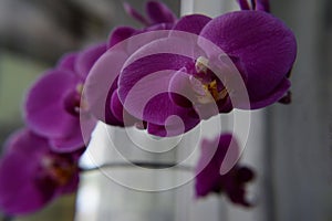 Beautiful blooming purple orchid on blur background with place