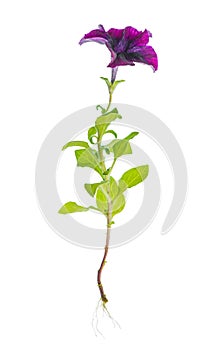 Beautiful blooming purple petunia flower with roots is isolated