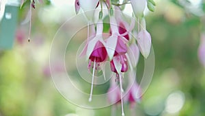 Beautiful blooming purple pink fuchsia flowers in the garden