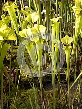 The Beautiful blooming Purple Trumpet-Lea, Sarracenia  flava