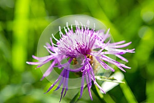 Beautiful blooming purple violet flower thin petals and stamen on blurred green
