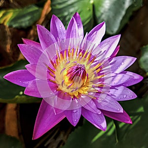 A beautiful blooming purple water lily with some dew drops...