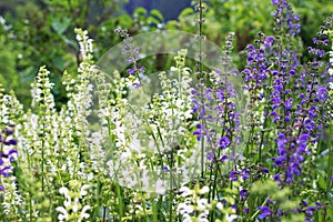 Beautiful blooming purple and white sage Salvia officinalis. Herbal flower field in outdoor garden. Medicinal plant