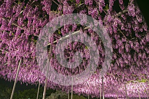 Beautiful blooming purple wisterial flowers garden at ashikaga park japan