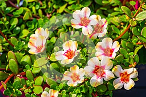 Beautiful blooming purslane flowers, portulaca a popular tropical plant specie in horticulture