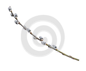 Beautiful blooming pussy willow branch isolated on white