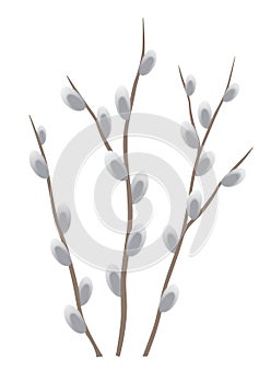 Beautiful blooming pussy-willow branches on transparent background