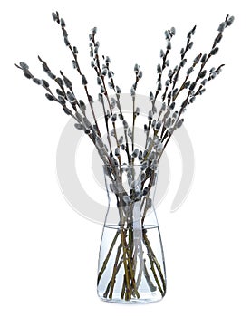 Beautiful blooming pussy willow branches in vase on white background