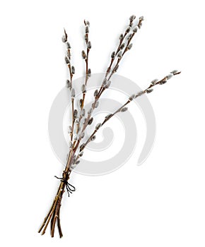 Beautiful blooming pussy willow branches on white, top view